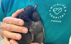 Chicks younger than five days reared at Dunedin Wildlife Hospital, away from the risk of infection