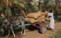 Farmers are among those fleeing Sudan's deadly war and struggling economy