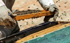Rising temperatures and desertification have taken a toll on Syria's greenery, destroying many of the plants on whose flowers the bees feed
