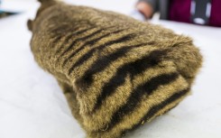 The last known living Tasmanian tiger, a carnivorous marsupial, died in captivity in 1936 at the island's Beaumaris Zoo