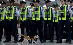 Conan, a six-month-old stray, joined the security team of the Worldwide Corporate Center in the capital Manila several months ago