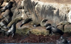 Seals rest on Isla de Lobos, an islet off the Uruguayan city of Punta del Este