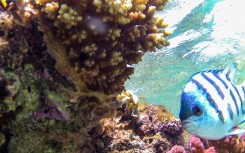 Coral is threatened globally by rising sea temperatures caused by climate change