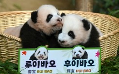 The names Rui Bao and Hui Bao mean 'wise treasure' and 'shining treasure', respectively