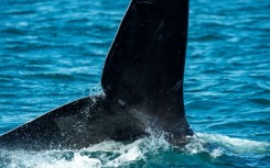 Right whales are thought to have once numbered up to 20,000, but the rise of commercial whaling decimated their population by the early 20th Century