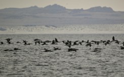 The world's worst bird flu outbreak has spread to the tip of South America, within striking distance of Antarctica