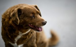 Bobi pictured earlier this year after being declared the world's oldest dog by Guinness World Records 