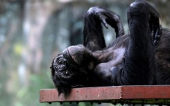 A Chimpanzee rests at Malaysia's national zoo in Kuala Lumpur