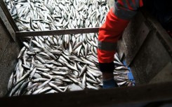 The EU is cutting herring quotas in the Baltic Sea by nearly a half