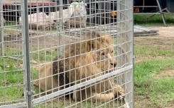 More than 20 European countries have banned or heavily restricted the use of animals in circuses -- but Italy is not yet among them