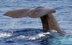 Sperm whales are the largest toothed predators on the planet, living in matrilineal societies with distinct cultures and dialects
