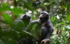 This undated handout picture provided by the Kokolopori Bonobo Research Project shows bonobos grooming each other at the Kokolopori Bonobo Reserve in the Democratic Republic of Congo