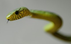 The green mamba is extremely dangerous, authorities warn 