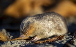 The De Winton's golden mole has been detected for the first time in 87 years in South Africa
