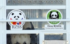 Yang Guang was accompanied by Tian Tian on the trip from China