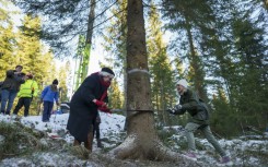 Every tree sent across the North Sea is carefully selected, preserved, packed, watered and shipped off on the shortest route possible