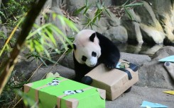 Dozens of visitors lined up to see Le Le amble around his enclosure