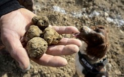 Black truffles are one of the most exclusive and expensive delicacies on the planet