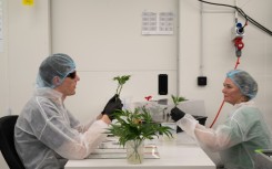 The cannabis is grown with almost scientific precision