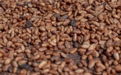 Cocoa crops generate about $2 billion in foreign exchange annually in a major contributor to government revenue and growth