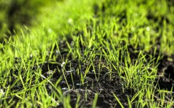 The World Weather Attribution group says human-caused climate change had made drought about 25 times more likely in Syria