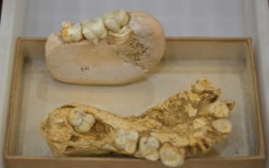 a German scientist first stumbled on one of its teeth at a Hong Kong apothecary in the 1930s
