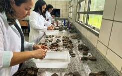 Archaeologists examine ceramic fragments found during excavations at the construction site of a complex of popular apartments in the city of Sao Luis, Brazil