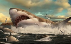 An artist's impression of a stocky, great white-like megalodon shark. Scientists now think it was much more slender