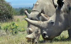 Najin (background) and her offspring Fatu, are the last two northern white rhinos left on the planet