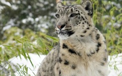 A snow Leopard, seen here in 2021 in New York's Central Park Zoo, are far harder to spot in the wild. India has carried out a mammoth five-year survey of the rare animals