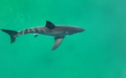 A July 2023 framegrab handout on January 29, 2024 by wildlife photographer Carlos Gauna, known as The Malibu Artist, shows an adult great white shark filmed off the California coast near Santa Barbara