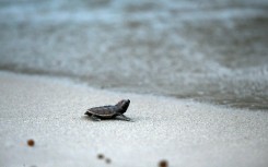 Hawksbill turtles were hunted to near extinction for their shells and are now critically endangered