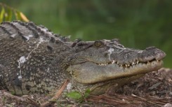 From the brink of extinction to Australia's croc 'paradise'