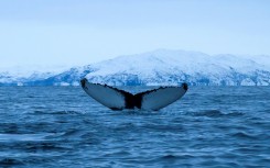 The harm goes beyond whales -- there is evidence that scores of marine species are negatively affected by underwater noise pollution