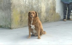 Portugal's Bobi loses oldest dog title