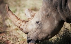Africa had nearly 23,300 specimens of rhino at the end of 2022, a more than five-percent rise on the previous year, according to the IUCN