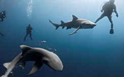 Lemon sharks swim close to a group of divers off Jupiter, Florida, the US state now seen as the world's most likely place to be bitten by a shark -- even though such attacks are exceedingly rare