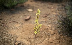 Spekboom once dominated the dry terrain of the Little Karoo in South Africa's Western Cape