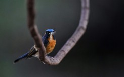 'Natural predators are good pest control agents,' a researcher said