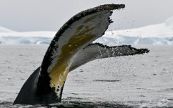 Photo identification is common in the study of marine mammals, although the use of fluke identification is most used with humpbacks both because of their unique markings, and their habit of raising their tails out off the water while diving