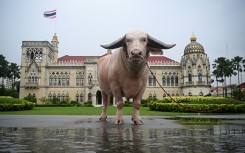 Bulky bovine Ko Muang Phet, who recently sold for about $500,000, was welcomed to Thailand's Government House