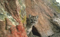 A mountain lion, also known as a cougar, is seen in the western region of the United States