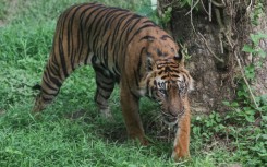 Sumatran tigers are the only endemic tiger species left in existence in Indonesia