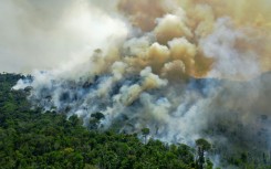 Brazil lost 36 percent less primary forest in 2023 than the year prior with this steep decline most pronounced in the Amazon, the world's largest rainforest