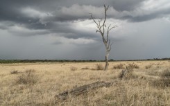 Major growing areas in Malawi, Mozambique, Namibia, Zambia and Zimbabwe received only 80 percent of average rainfall during the mid-November-to-February summer period