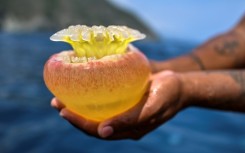 Fisherman Kevin Bolivar shows a cannonball jellyfish (Stomolophus meleagris) off the coast of Chuao, Aragua State, Venezuela, on April 5, 2024