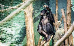 A Bonobo at animal park Planckendael in Muizen, near Mechelen, Belgium 