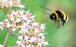 Researchers said more studies need to be done on whether other bumblebee species have a similiar trait