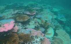 Fear for Australia's Great Barrier Reef after mass bleaching