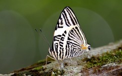 About three-quarters of crops producing fruits or seeds for human consumption depend on pollination, including from butterflies